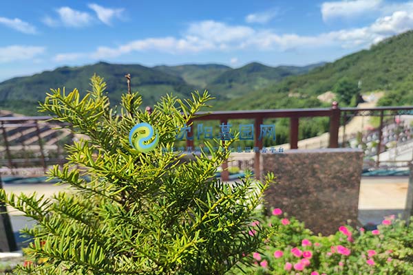 沈阳森林墓园——高性价比的绿色安息之所